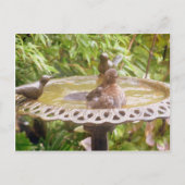 Ein Vogel im Bad Postkarte (Vorderseite)