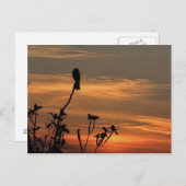 ein Vogel im Baum bei Sonnenuntergang Postkarte (Vorne/Hinten)