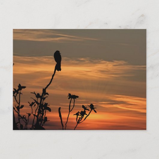 ein Vogel im Baum bei Sonnenuntergang Postkarte (Vorderseite)