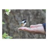 Ein Vogel in der Hand Fotodruck (Vorne)