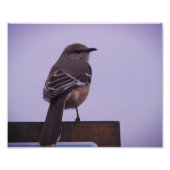 Ein Vogel-Song-Bird Fotodruck (Vorne)