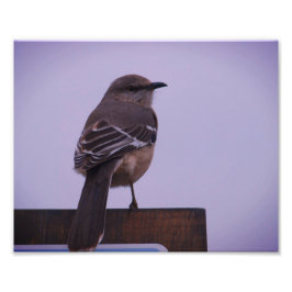 Ein Vogel-Song-Bird Fotodruck