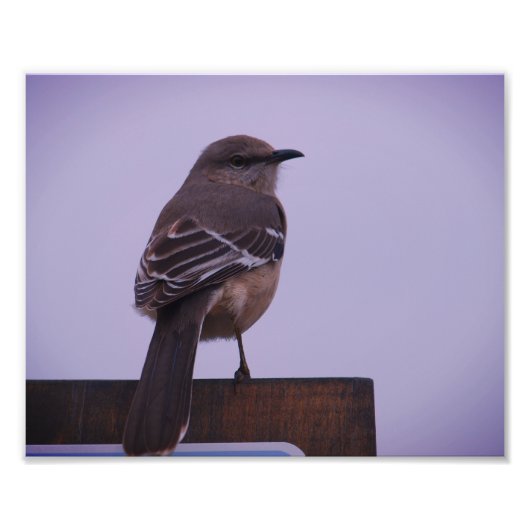Ein Vogel-Song-Bird Fotodruck (Vorne)