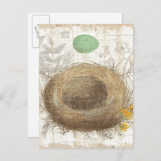 Ein Vogelnest mit einem grünen Ei Postkarte (Vorne/Hinten)