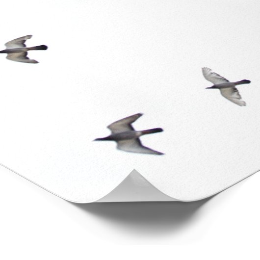 Ein Vogelschwarm fliegt am Himmel Poster (Ecke)