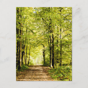 Ein von Blätter bedeckter Weg in einem Zauberwald Postkarte