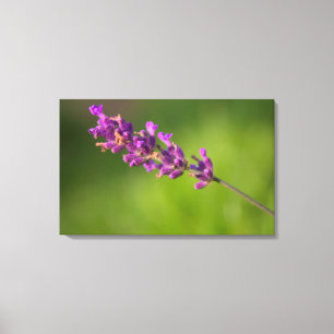 Ein von Lavendel Leinwanddruck