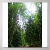 Ein Waldspaziergang Poster (Vorne)