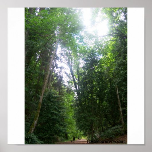 Ein Waldspaziergang Poster (Vorne)