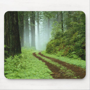 Ein Waldweg in Redwoods Staat Park, Kalifornien. Mousepad