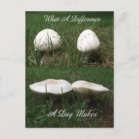 Ein was für Unterschied ein Tag macht Postkarte (Vorderseite)