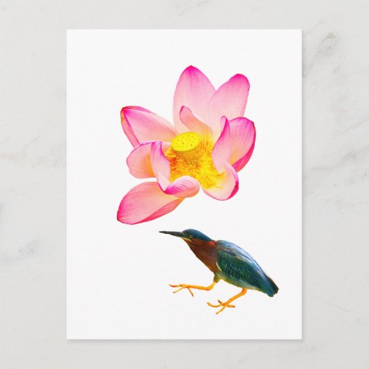 Ein Wasserlotus und ein Herd Postkarte (Vorderseite)