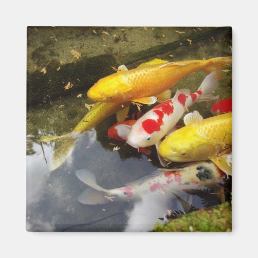 Ein Wasserweg voller japanischer Koi-Karpfen Magnet (Vorne)