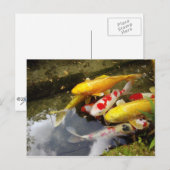 Ein Wasserweg voller japanischer Koi-Karpfen Postkarte (Vorne/Hinten)