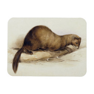Ein Weasel, 1832 (w/c, Stift, Tinte, Gouache und Magnet