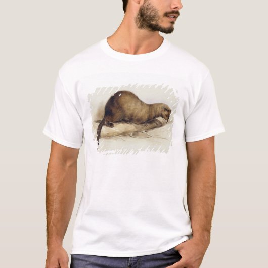 Ein Weasel, 1832 (w/c, Stift, Tinte, Gouache und T-Shirt (Vorderseite)