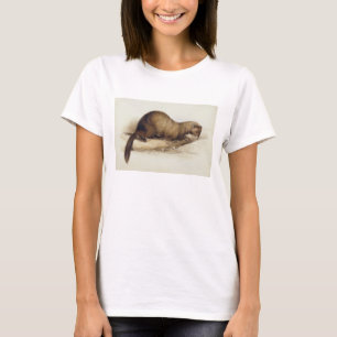 Ein Weasel, 1832 (w/c, Stift, Tinte, Gouache und T-Shirt