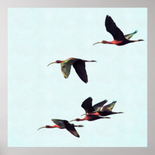 Ein Wedge von Ibises im Flug Poster