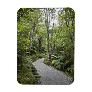Ein Weg durch einen Regenwald am Fuße Magnet