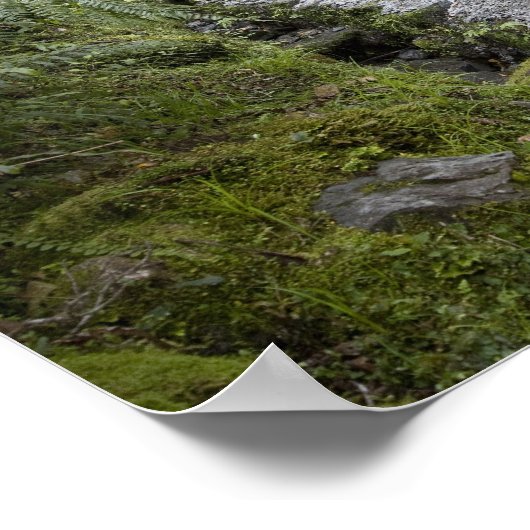 Ein Weg durch einen Regenwald am Fuße Poster (Ecke)
