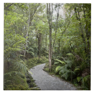 Ein Weg durch einen Regenwald an der Basis von Fliese