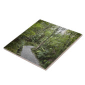 Ein Weg durch einen Regenwald an der Basis von Fliese (Seite)