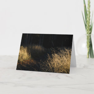 Ein Weg durch einen Wald mit goldenem Gras im Sonn Karte
