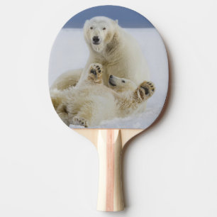 Ein weiblicher Eisbär und ihr Junges spielen im Sc Tischtennis Schläger