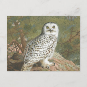 Ein weiblicher Schneeeule von Archibald Thorburn Postkarte