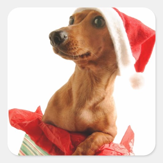 Ein Weihnachtsfest in sehr Dackel Quadratischer Aufkleber (Vorderseite)