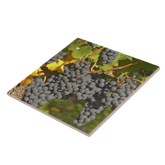 Ein Wein mit reifen Merlot-Trauben - Chateau Fliese (Seite)