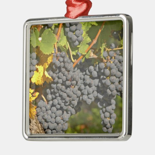 Ein Wein mit reifen Merlot-Trauben - Chateau Silbernes Ornament (Links)