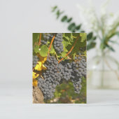 Ein Wein mit reifen Merlot Traubensorten - Schloss Postkarte (Stehend Vorderseite)