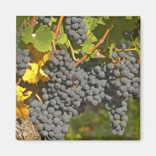 Ein Weinstock mit reifen Merlot-Trauben - Chateau Magnet
