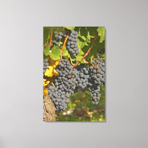Ein Weinstock mit reifen Merlot-Trauben - Schloss Leinwanddruck