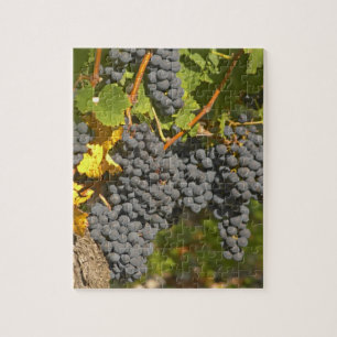 Ein Weinstock mit reifen Merlot-Trauben - Schloss Puzzle