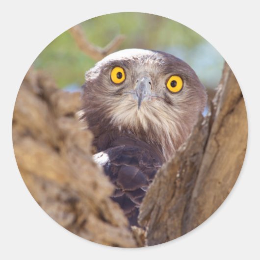 Ein Weißbrasse-Adler Runder Aufkleber (Vorderseite)