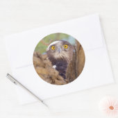 Ein Weißbrasse-Adler Runder Aufkleber (Umschlag)