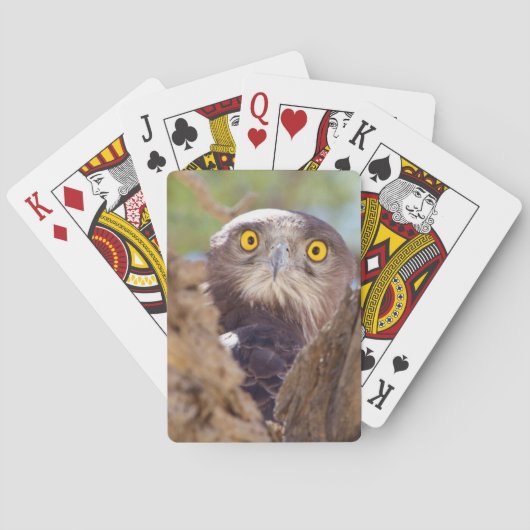 Ein Weißbrasse-Adler Spielkarten (Rückseite)