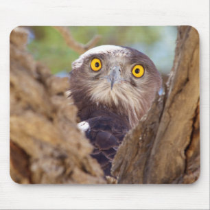 Ein Weißbrust-Schlangenadler Mousepad