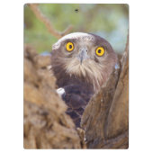 Ein Weißbrust-Schlangeneagle Klemmbrett (Rückseite)