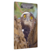 Ein Weißbrust-Schlangeneagle Klemmbrett (Rechts)