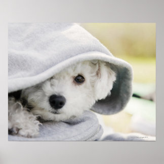 ein weißer Hund mit einer Kapuze Shirt Poster