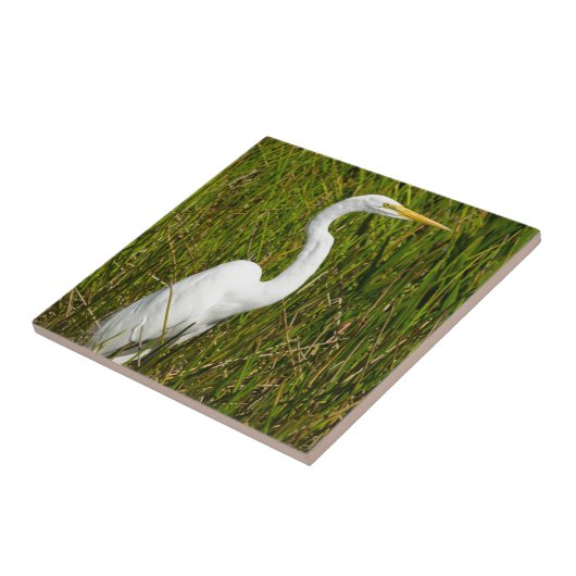 Ein weißer Reiher im Sumpf Fliese (Seite)