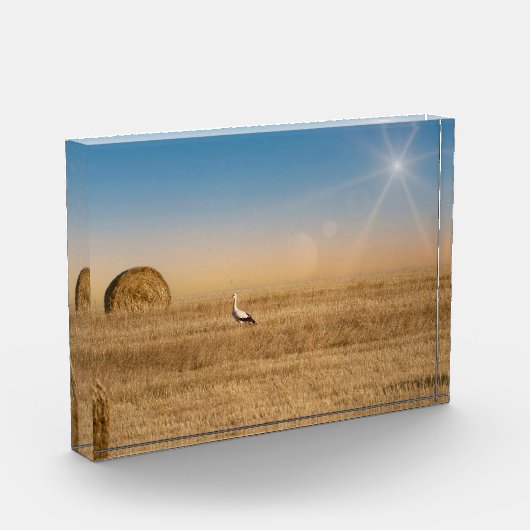 Ein weißer Storch Fotoblock (Links)