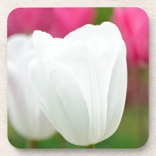 Ein weißer Tulip Untersetzer