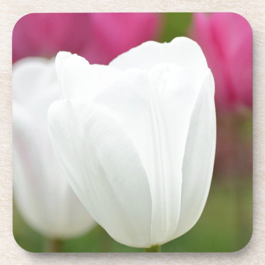 Ein weißer Tulip Untersetzer (Vorderseite)