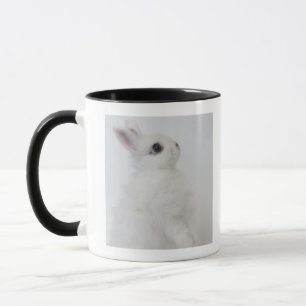 Ein weißes Kaninchen. Jersey Wooly. Tasse
