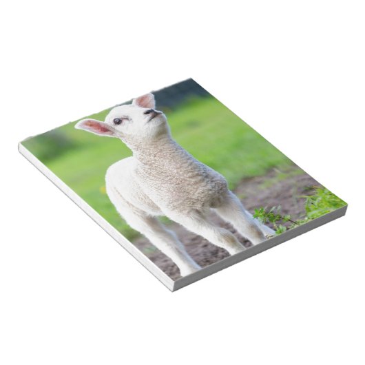 Ein weißes, neugeborenes Lämmchen, stehend in grün Notizblock (angewinkelt)