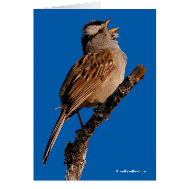 Ein weißgekrönter Sparrow singt zur Sonne (Vorne)